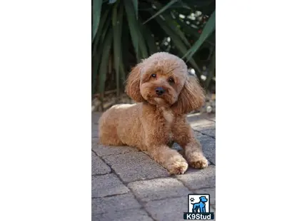 a poodle dog lying on a brick surface